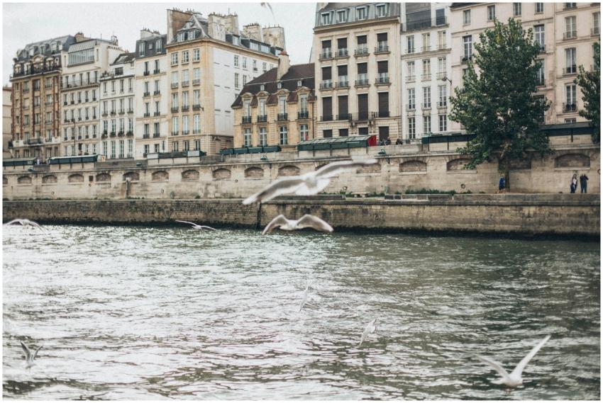 Seagulls soaring over the river against a backdrop