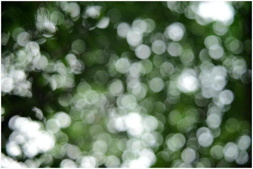 Soft focus image of green and white bokeh creating