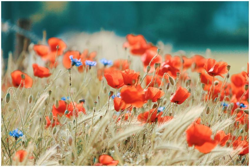 A bright field filled with red poppies and blue co