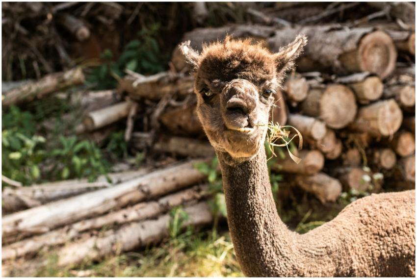 Charming brown alpaca chewing grass at an outdoor