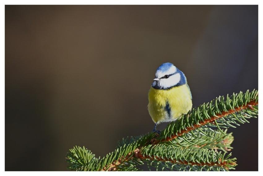 Blue Tit Bird Desktop Backgrounds Laptop Wallpaper