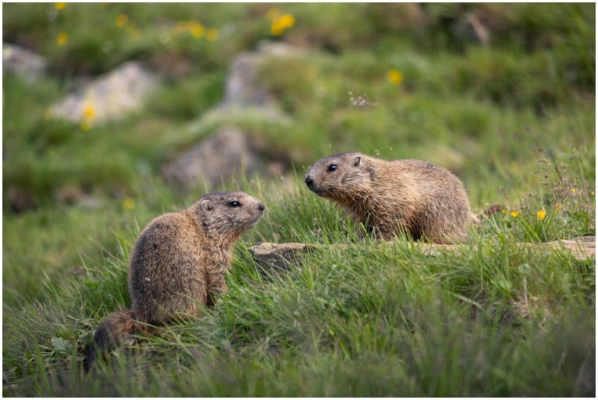 Pair of Alpine marmots communicating in a grassy O