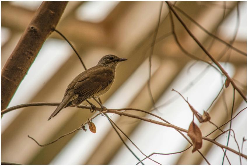A bird perched on a branch with an architectural b