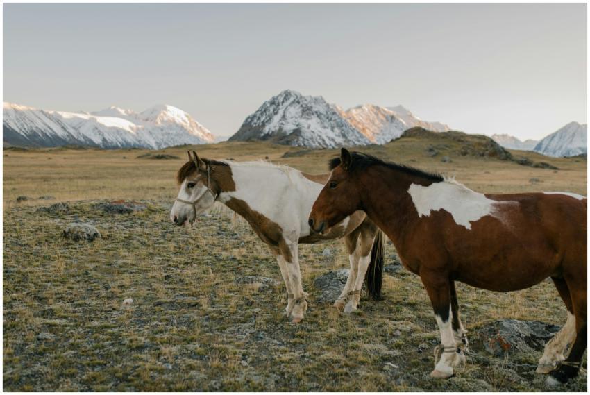 Two mustangs grazing peacefully in a stunning moun