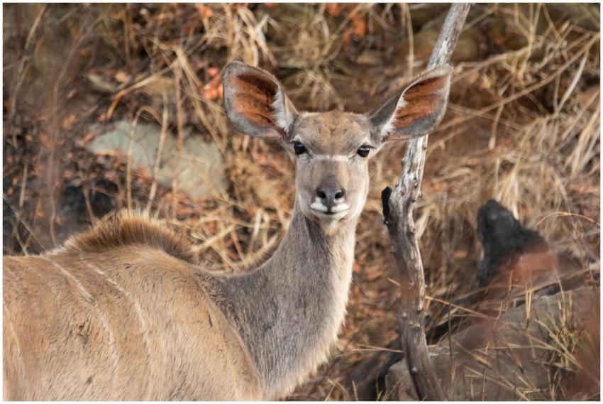 A detailed close-up image of a kudu deer in its na