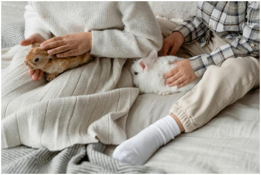 Two children gently petting rabbits indoors, showc
