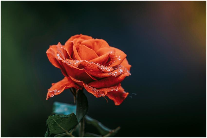 Stunning close-up of a dewy red rose, symbolizing