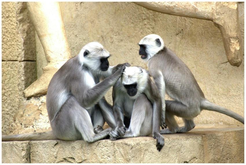 Captivating image of three gray langurs engaging i
