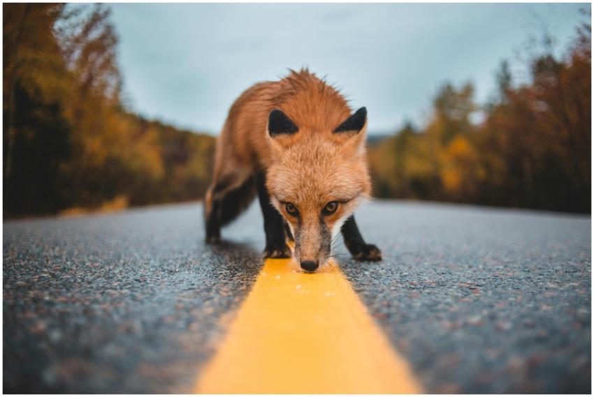 A red fox approaches a camera on a deserted road s