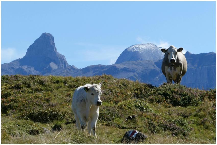 Free stock photo of berge, bergwald, blauer himmel