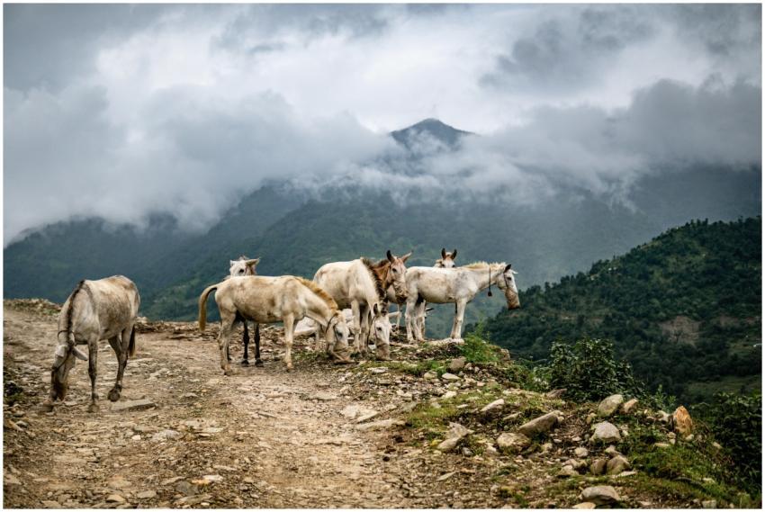 Herd of horses grazing on a mountain path in Nepal