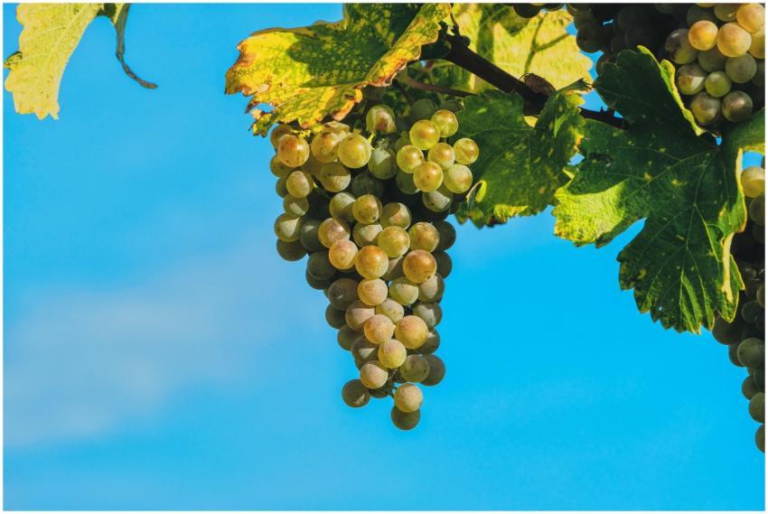Close-up view of ripe green grapes hanging on the