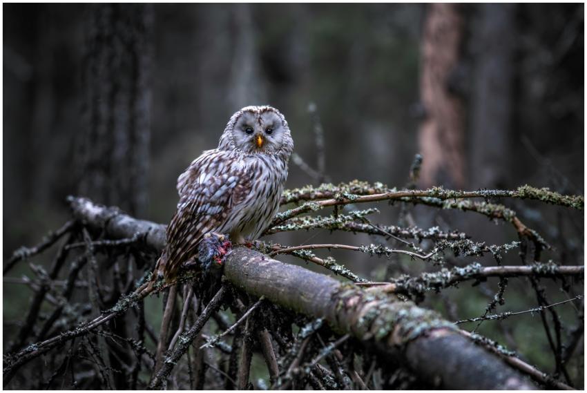 A striking Ural Owl (Strix uralensis) perched on a
