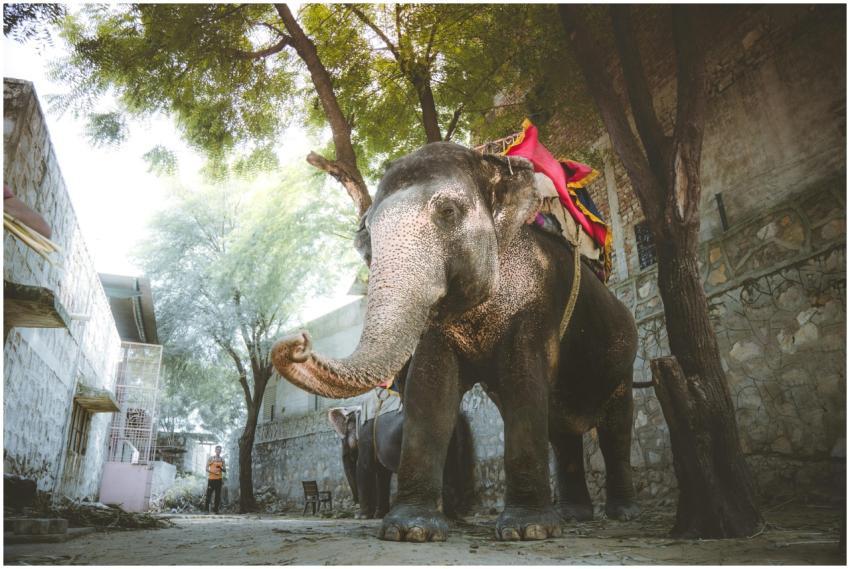 A large Asian elephant stands under trees in a Jai