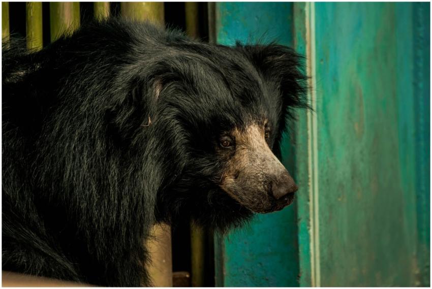 Detailed close-up portrait of a sloth bear with te