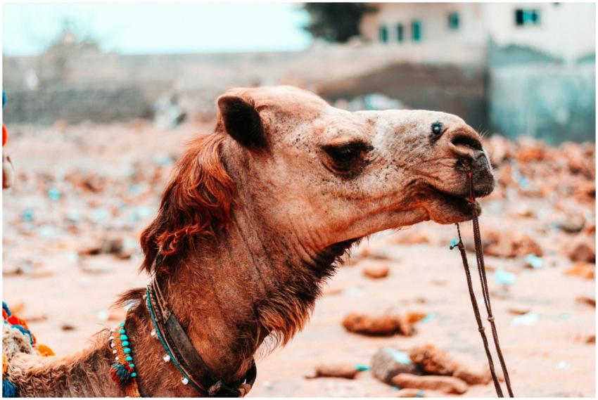 A detailed close-up of an Arabian camel adorned wi