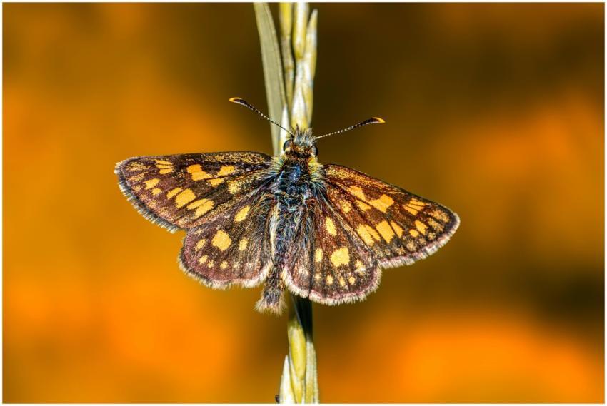 Close-up of a vibrant butterfly with brown and yel