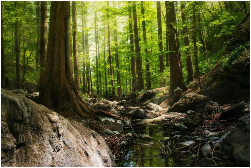 Serene forest scene with tall trees and a peaceful
