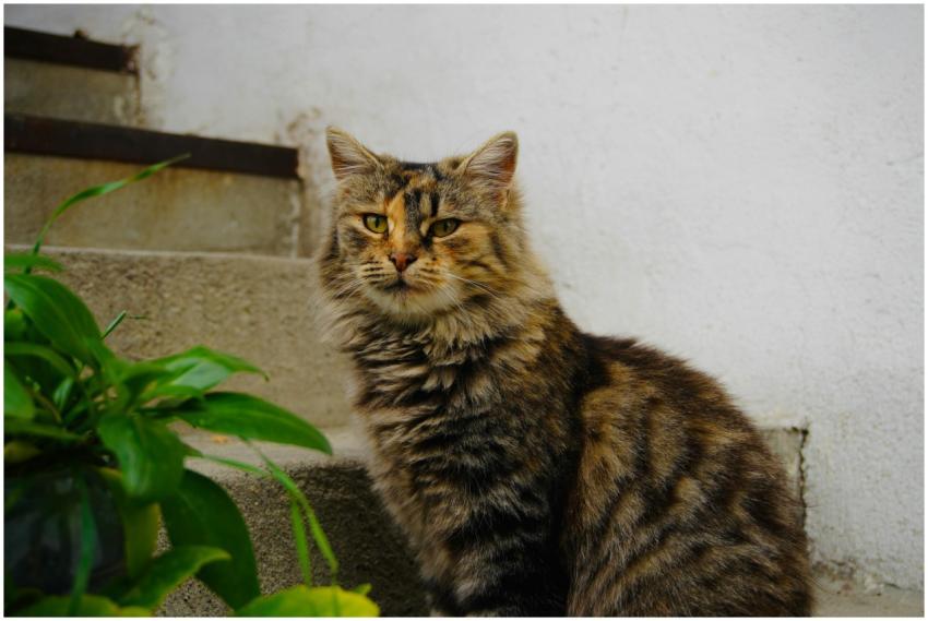 Majestic tabby cat sitting on outdoor stairs besid