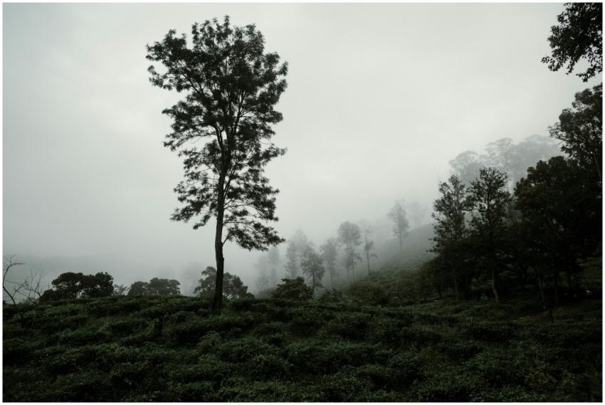 Silhouetted trees in a misty countryside landscape