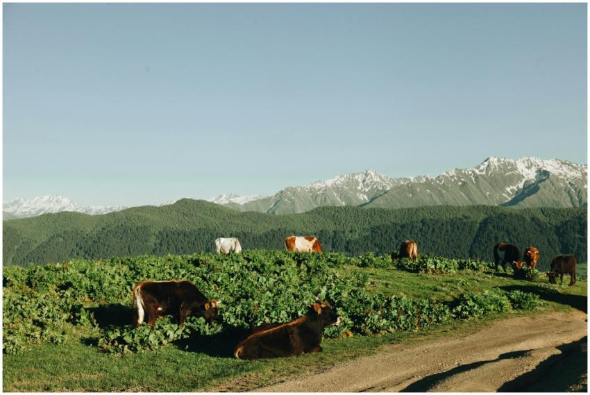 Cows grazing peacefully on a lush alpine pasture w