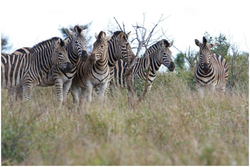 A group of zebras grazing in Kruger National Park,