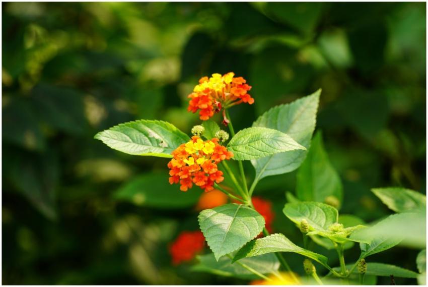 Close-up of colorful Lantana camara flowers and le