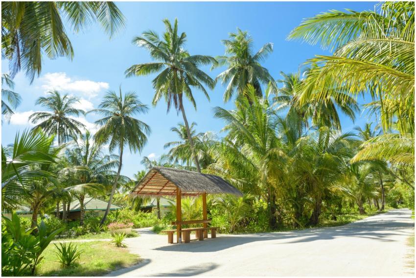 A serene tropical scene with palm trees and a rust
