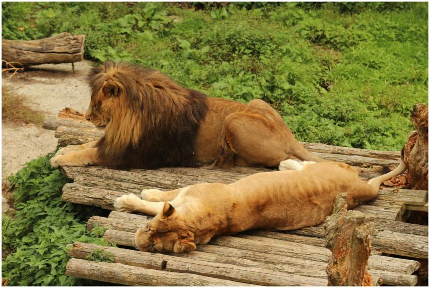 A lion and lioness relaxing on a wooden platform a
