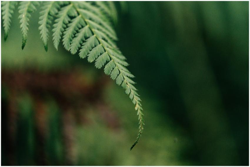 Macro shot of a fern leaf showcasing detailed gree