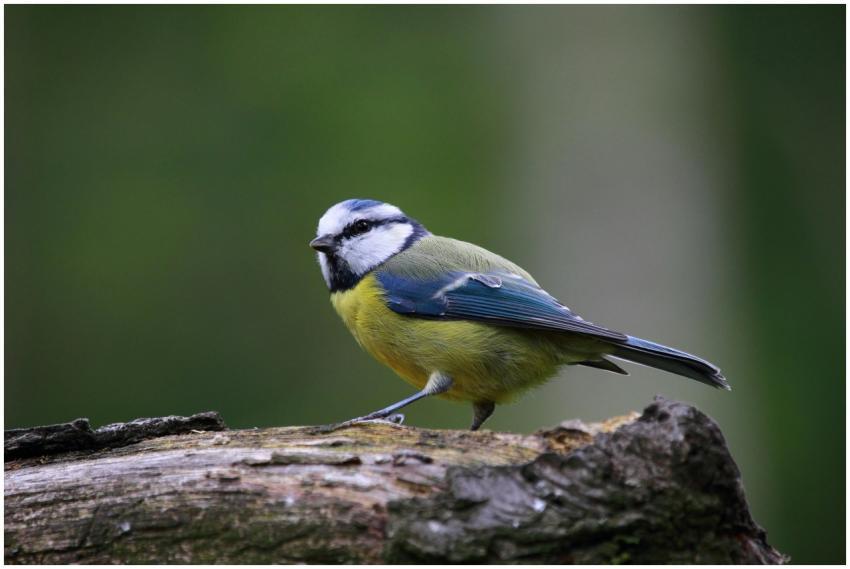 Close-up of a Blue Tit bird perched on a tree trun