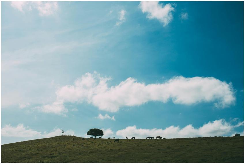 Tranquil landscape of cows grazing on a hill under