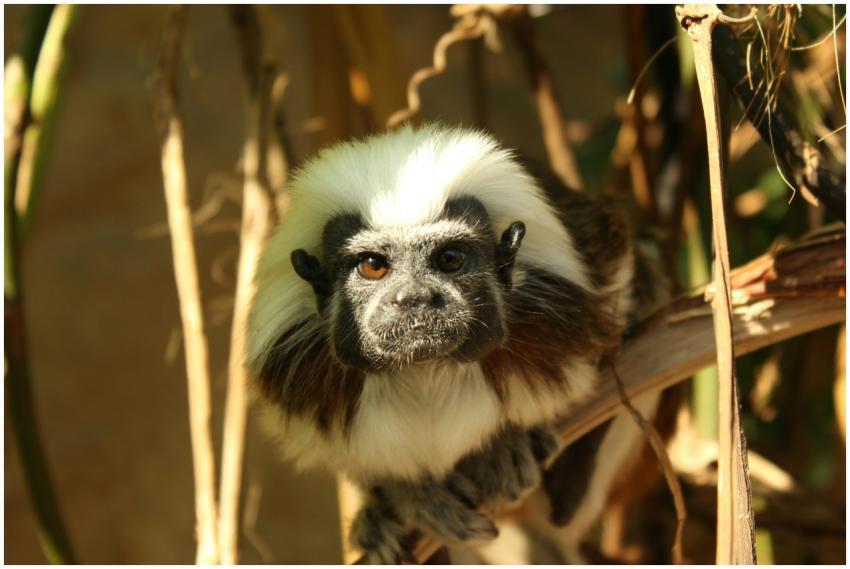 Close-up of a Cotton-Top Tamarin in its natural ha