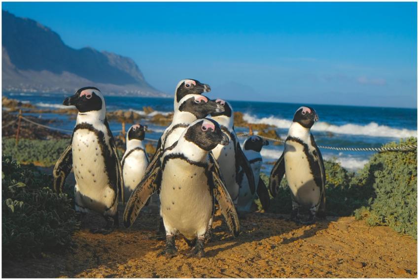 Group of African penguins on rocky shore at Betty'