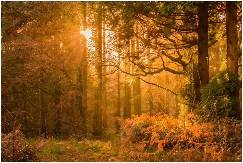 Serene autumn forest landscape with sunbeams strea