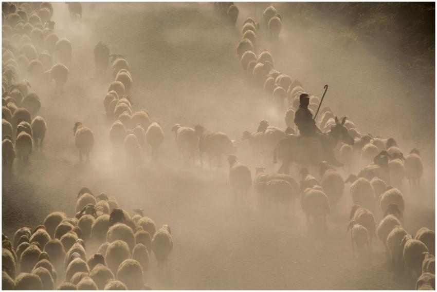 A shepherd guides a large flock of sheep through a
