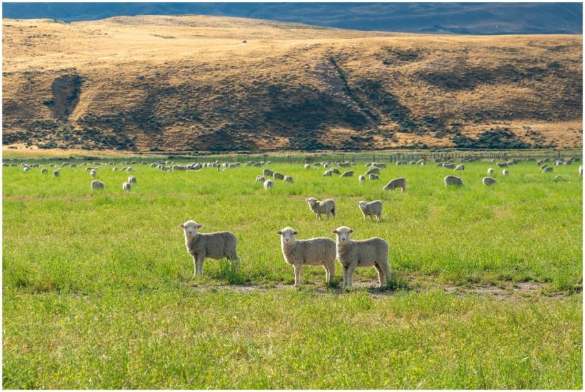 Peaceful rural landscape featuring a flock of shee