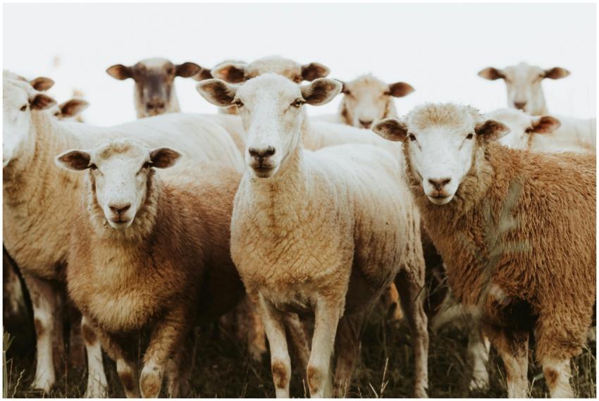 Close-up image of a flock of sheep in a rural past