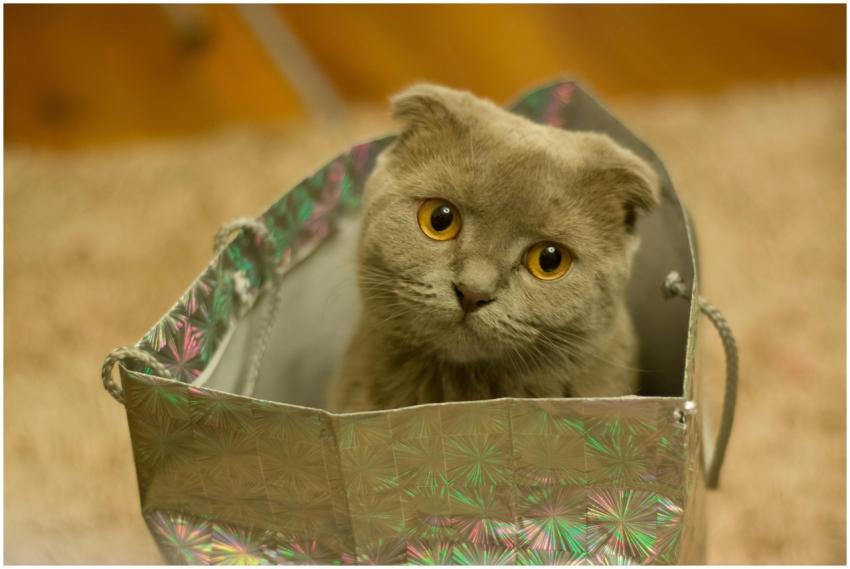 Charming Scottish Fold cat peeking out from a shin
