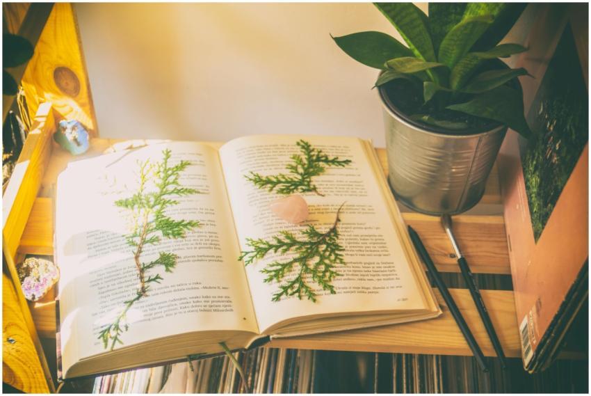 A peaceful corner featuring an open book, plants,