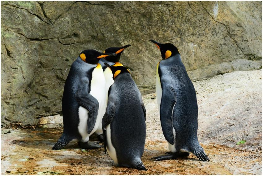 A group of King Penguins socializing on a rocky su