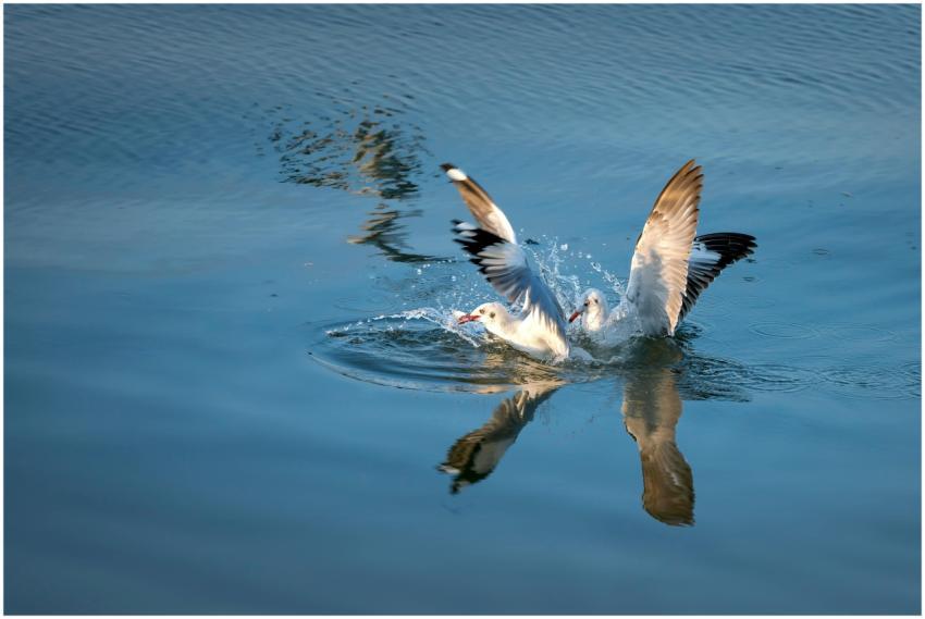 Two seagulls playfully splash in a serene body of
