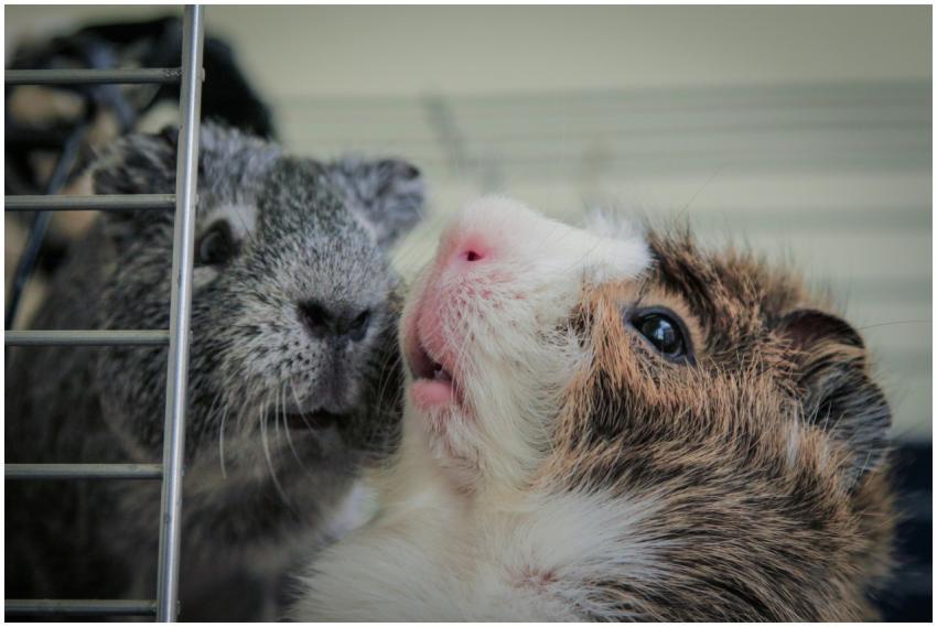 Close-up photo capturing the cute details of two f