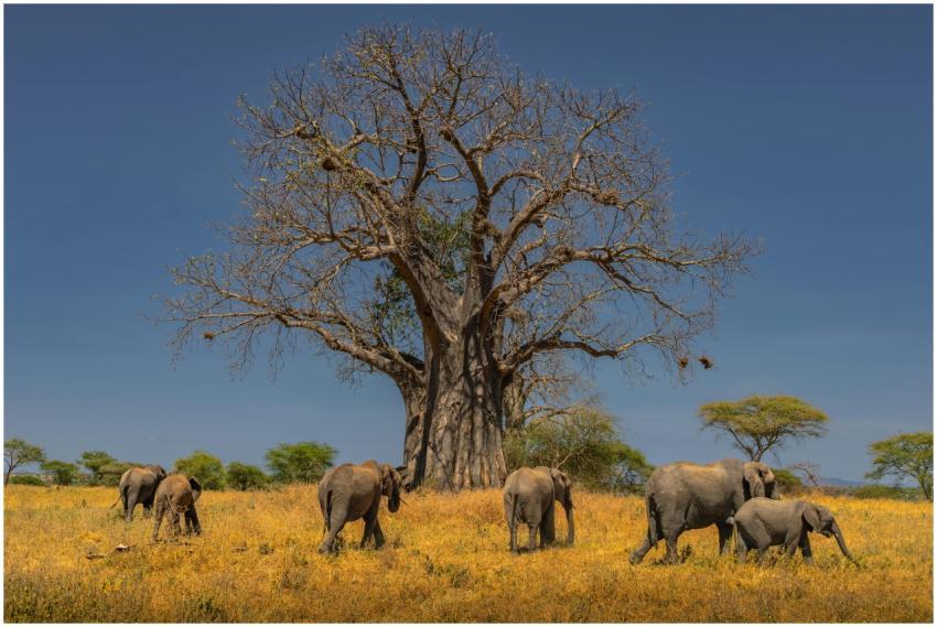 A herd of African elephants grazing under a large