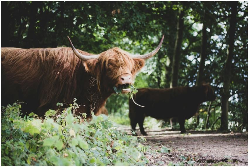 Highland cattle with horns grazing in a wooded are