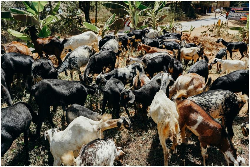 A large herd of goats grazing outdoors in a rural