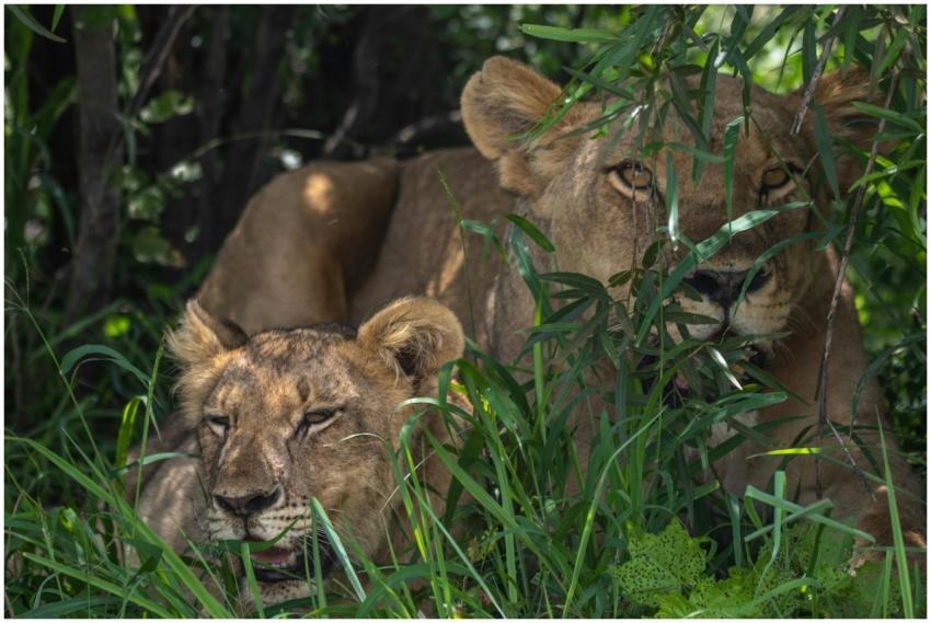 Two lions relax peacefully amidst dense green foli