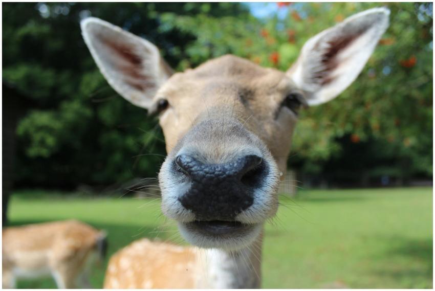 A detailed close-up of a fallow deer in a lush gre