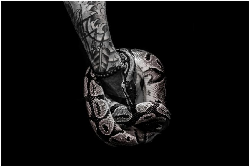 Close-up of a tattooed arm entwined with a coiled