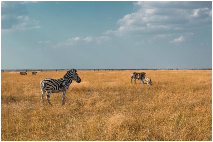 Zebras roam freely across the African savanna, cap
